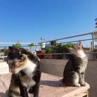 واگذاری گربه|گربه|رشت, یخسازی|دیوار