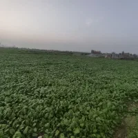 اسفناج بسیار تازه و ارگانیک