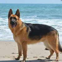 سگ ژرمن پیدا شده