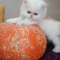 4گربه پرشین نژاد ردپوینت اصیل|گربه|زنجان, |دیوار