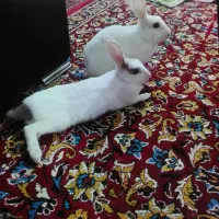 خرگوش چشم آبی