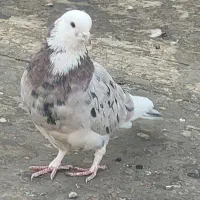 شازده،سبز دم سفید،سیاه دم سفید