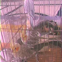 پرنده،عروس هلندی|پرنده|کوچصفهان, |دیوار