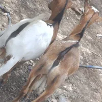 فروش 5 تا کهره نر گوشتی چاق. برای گوشت و داشت