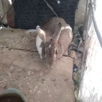 خرگوش ماده|موش و خرگوش|لردگان, |دیوار