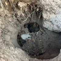 سگ سراب|سگ|قزوین, |دیوار