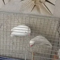 یک جفت کوتوله برزیلی سفید