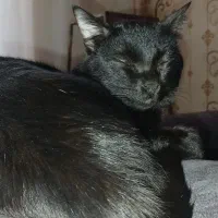 واگذاری پیشی مشکی dsh رایگان|گربه|آبیک, |دیوار