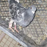 کبوتر فروشی|پرنده|سراوان, |دیوار