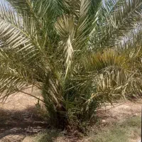 فروش نخل و بچ قصب جهرم|گل و گیاه طبیعی|جهرم, |دیوار