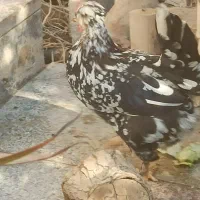 تخم نطفه دار گلین|حیوانات مزرعه|اصفهان, بهارستان (مخابرات)|دیوار