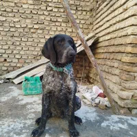 پوینتر المانی