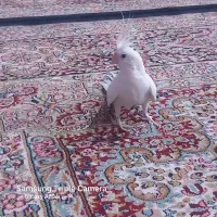 عروس هلندی آلبینو نر