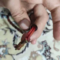 تسبیح فول کهنه سندلوس اصل آلمان|کلکسیون اشیاء عتیقه|پاکدشت, پاکدشت (مامازند)|دیوار