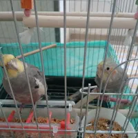 عروس هلندی با قفس