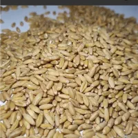 گندم بوجاری شده