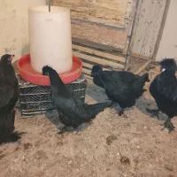 مرغ و خروس زینتی|حیوانات مزرعه|تربتحیدریه, شهدا|دیوار