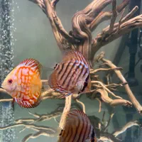 دیسکس|ماهی|تهران, یاخجی آباد|دیوار