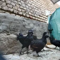 مرغ وخروس ایامی سمانی
