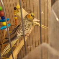 سلام یک جفت عروس هلندی با۳ عدد جوجه