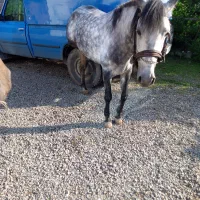 فروش نریان ۵ساله|اسب و تجهیزات اسب‌سواری|نوشهر, |دیوار