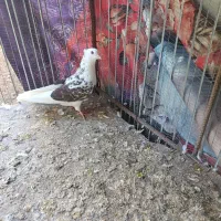 کبوتر به شرط ساعت