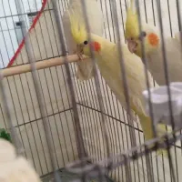 عروس هلندی لوتینو|پرنده|کرمان, |دیوار