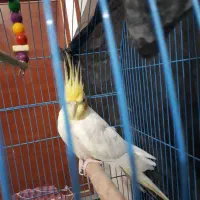 عروس هلندی نر باقفس|پرنده|بندر ماهشهر, |دیوار