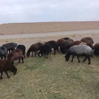 میش و شیشک آبستن
