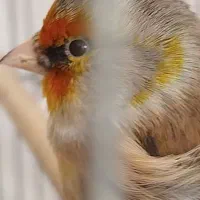 سهره قناری اوستا لر خوان بی نظیر