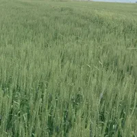 اجاره ۱۰ هکتار زمین کشاورزی مرودشت