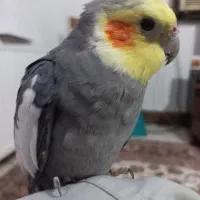 عروس هلندی نر|پرنده|ساری, |دیوار