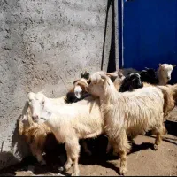 بزگاله‌نر