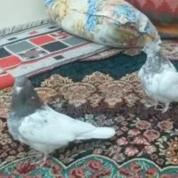 جفت کبوتر کله الماسی|پرنده|سمیرم, |دیوار