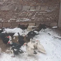 اردک بوقلمون غاز خروس