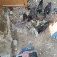 مرغ و خروس محلی اصل گلین