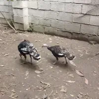 مرغ و خروس ارکانا و ایام سمانی.بوقلمون