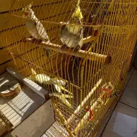 عروس هلندی  قیمت پایین زدم به علت اسباب کشی