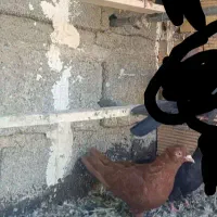 کبوتر سرخ جفت