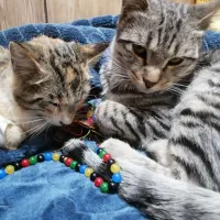 واگذاری گربه نر وماده