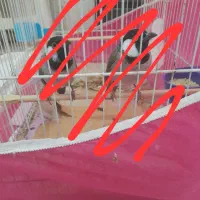 سهره ا ه و ا ز ی