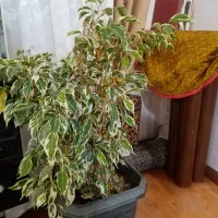 بهشت کوچک ماهلین در منزل در خدمت شماست