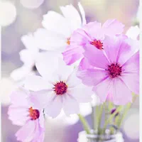 کار.انلاین .با گوشی .در خانه .خانمها