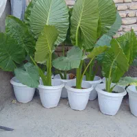 گل بابا آدم با گلدان بزرگ