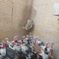 بارجدید بوقلمون محلی|حیوانات مزرعه|بندرعباس, |دیوار