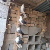بدرنگ کاکولی دمگیر کاکلی