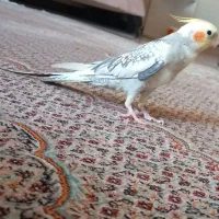 عروس هلندی نر سالم و باهوش