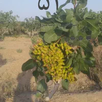 هرس درختان میو ه وپسته|خدمات باغبانی و درختکاری|گناباد, |دیوار