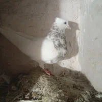 کبوترفروشی