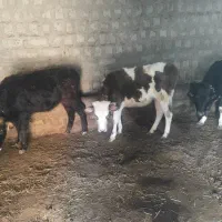 گاو|حیوانات مزرعه|مشگین شهر, |دیوار